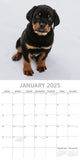 Rottweilers 2025 Square Wall Calendar Dogs Pets Animals 16-Month Premium Planner