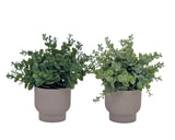 Bulk 24 Artificial Eucalyptus In Pot 24cm 2 Asst In Australia - Darrahopens
