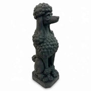 Taj the Poodle Black In Australia - Darrahopens