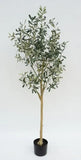 Olive Tree 145cm