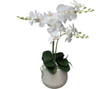 Orchid in Pot 62cm