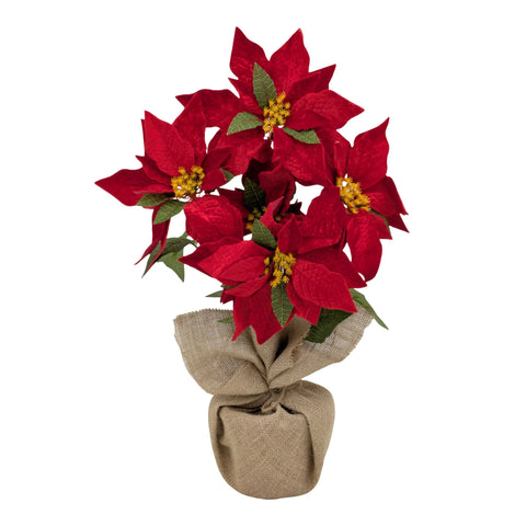 Xmas Poinsettia In Hessian Pot 48cm In Australia - Darrahopens