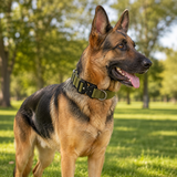 Green Tactical Dog Collar for Large Dogs (L size)- Wide Padded Nylon Collar with Quick Release Metal Buckle, Control Handle and D-Ring for Walking and Training