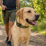 Green Tactical Dog Collar for Large Dogs (L size)- Wide Padded Nylon Collar with Quick Release Metal Buckle, Control Handle and D-Ring for Walking and Training In Australia - Darrahopens