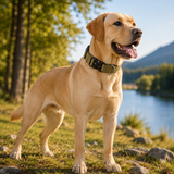 Khaki Tactical Dog Collar for Large Dogs (M size)- Wide Padded Nylon Collar with Quick Release Metal Buckle, Control Handle and D-Ring for Walking and Training In Australia - Darrahopens