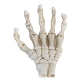 Darrahopens Baby & Kids > Baby & Kid's Toys > Outdoor Play Equipment Halloween Skeleton Hands High Hardness Corrosion Resistance Light Weight Hand Bone Ornaments for Teaching Tool Bracket In Australia - Darrahopens
