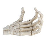 Darrahopens Baby & Kids > Baby & Kid's Toys > Outdoor Play Equipment Halloween Skeleton Hands High Hardness Corrosion Resistance Light Weight Hand Bone Ornaments for Teaching Tool Bracket In Australia - Darrahopens