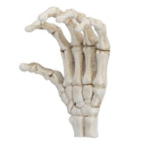 Darrahopens Baby & Kids > Baby & Kid's Toys > Outdoor Play Equipment Halloween Skeleton Hands High Hardness Corrosion Resistance Light Weight Hand Bone Ornaments for Teaching Tool Bracket In Australia - Darrahopens