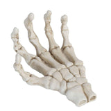 Darrahopens Baby & Kids > Baby & Kid's Toys > Outdoor Play Equipment Halloween Skeleton Hands High Hardness Corrosion Resistance Light Weight Hand Bone Ornaments for Teaching Tool Bracket In Australia - Darrahopens