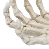 Darrahopens Baby & Kids > Baby & Kid's Toys > Outdoor Play Equipment Halloween Skeleton Hands High Hardness Corrosion Resistance Light Weight Hand Bone Ornaments for Teaching Tool Bracket In Australia - Darrahopens