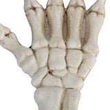Darrahopens Baby & Kids > Baby & Kid's Toys > Outdoor Play Equipment Halloween Skeleton Hands High Hardness Corrosion Resistance Light Weight Hand Bone Ornaments for Teaching Tool Bracket In Australia - Darrahopens