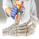 Darrahopens Baby & Kids > Baby & Kid's Toys > Outdoor Play Equipment Halloween Skeleton Hands High Hardness Corrosion Resistance Light Weight Hand Bone Ornaments for Teaching Tool Bracket In Australia - Darrahopens