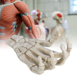 Darrahopens Baby & Kids > Baby & Kid's Toys > Outdoor Play Equipment Halloween Skeleton Hands High Hardness Corrosion Resistance Light Weight Hand Bone Ornaments for Teaching Tool Bracket In Australia - Darrahopens