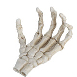Darrahopens Baby & Kids > Baby & Kid's Toys > Outdoor Play Equipment Halloween Skeleton Hands High Hardness Corrosion Resistance Light Weight Hand Bone Ornaments for Teaching Tool Bracket In Australia - Darrahopens