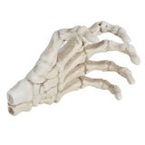 Darrahopens Baby & Kids > Baby & Kid's Toys > Outdoor Play Equipment Halloween Skeleton Hands High Hardness Corrosion Resistance Light Weight Hand Bone Ornaments for Teaching Tool Bracket In Australia - Darrahopens