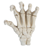 Darrahopens Baby & Kids > Baby & Kid's Toys > Outdoor Play Equipment Halloween Skeleton Hands High Hardness Corrosion Resistance Light Weight Hand Bone Ornaments for Teaching Tool Bracket In Australia - Darrahopens