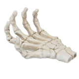 Darrahopens Baby & Kids > Baby & Kid's Toys > Outdoor Play Equipment Halloween Skeleton Hands High Hardness Corrosion Resistance Light Weight Hand Bone Ornaments for Teaching Tool Bracket In Australia - Darrahopens