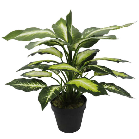 Darrahopens Furniture > Living Room > Coffee Tables Leopard Lily (Dieffenbachia) with Pot 40cm