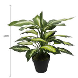 Darrahopens Furniture > Living Room > Coffee Tables Leopard Lily (Dieffenbachia) with Pot 40cm