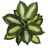 Darrahopens Furniture > Living Room > Coffee Tables Leopard Lily (Dieffenbachia) with Pot 40cm