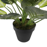 Darrahopens Furniture > Living Room > Coffee Tables Leopard Lily (Dieffenbachia) with Pot 40cm