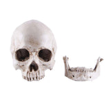 Darrahopens Gift & Novelty > Novelty > Novelty Gifts Human Skull Model Life-Size Replica Realistic Anatomy White Resin High Precision Teaching Tool Compatible with Halloween Decor