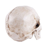Darrahopens Gift & Novelty > Novelty > Novelty Gifts Human Skull Model Life-Size Replica Realistic Anatomy White Resin High Precision Teaching Tool Compatible with Halloween Decor