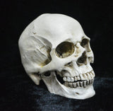 Darrahopens Gift & Novelty > Novelty > Novelty Gifts Human Skull Model Life-Size Replica Realistic Anatomy White Resin High Precision Teaching Tool Compatible with Halloween Decor