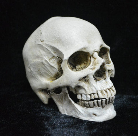 Darrahopens Gift & Novelty > Novelty > Novelty Gifts Human Skull Model Life-Size Replica Realistic Anatomy White Resin High Precision Teaching Tool Compatible with Halloween Decor
