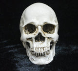 Darrahopens Gift & Novelty > Novelty > Novelty Gifts Human Skull Model Life-Size Replica Realistic Anatomy White Resin High Precision Teaching Tool Compatible with Halloween Decor
