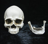 Darrahopens Gift & Novelty > Novelty > Novelty Gifts Human Skull Model Life-Size Replica Realistic Anatomy White Resin High Precision Teaching Tool Compatible with Halloween Decor