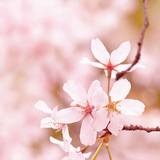 Darrahopens Hampers > Gift Hampers > Wine & Champagne Hampers Cherry Blossom Wax Melts 2.5oz - RRP $7.95 - Wholesale
