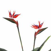 Darrahopens Health & Beauty > Health & Wellbeing > Wellness Accessories Artificial Bird of Paradise Plant 110cm (Red Flowers)