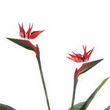 Darrahopens Health & Beauty > Health & Wellbeing > Wellness Accessories Artificial Bird of Paradise Plant 110cm (Red Flowers)