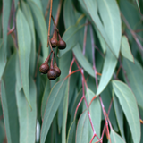 Darrahopens Health & Beauty > Massage & Relaxation > Massage Oils Eucalyptus Essential Oil - RRP $19.95 - Wholesale