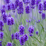 Darrahopens Health & Beauty > Massage & Relaxation > Massage Oils Lavender Essential Oil - RRP $19.95 - Wholesale