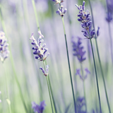 Darrahopens Health & Beauty > Massage & Relaxation > Massage Oils Lavender Vanilla Wax Melts 2.5oz - RRP $7.95 - Wholesale