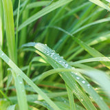 Darrahopens Health & Beauty > Massage & Relaxation > Massage Oils Lemongrass Essential Oil - RRP $19.95 - Wholesale
