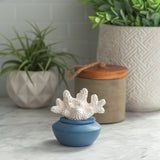 Darrahopens Health & Beauty > Skincare > Skincare Masks & Peels Coral Porcelain Passive Diffuser - RRP $29.95 - Wholesale