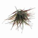 Darrahopens Home & Garden > Artificial Plants > Artifical Flowers & Plants Artificial Brown Tipped Grass Plant UV Resistant 35cm