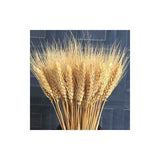 Darrahopens Home & Garden > Artificial Plants > Artificial Flowers & Plants 100 Pcs Natural Dried Wheat Stems Artificial Flower for DIY Decor
