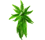 Darrahopens Home & Garden > Artificial Plants > Artificial Hanging Plants Artificial Boston Hanging Fern 102cm