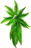 Darrahopens Home & Garden > Artificial Plants > Artificial Hanging Plants Artificial Boston Hanging Fern 102cm