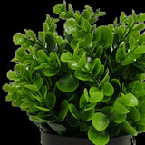 Darrahopens Home & Garden > Artificial Plants > Artificial Hanging Plants Small Potted Artificial Peperomia Plant UV Resistant 20cm