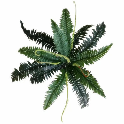 Darrahopens Home & Garden > Artificial Plants > Artificial Trees Artificial Dark Green Boston Fern 60cm
