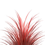 Darrahopens Home & Garden > Artificial Plants > Artificial Trees Burgundy Potted Artificial Long Grass (Yucca Grass) 115cm UV Resistant