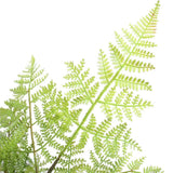 Darrahopens Home & Garden > Artificial Plants > Artificial Trees Faux Natural Fern Tree 90cm