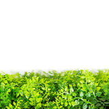 Darrahopens Home & Garden > Artificial Plants > Artificial Trees Mediterranean Fern Vertical Garden / Green Wall UV Resistant 1m x 1m