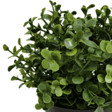 Darrahopens Home & Garden > Artificial Plants > Artificial Trees Small Potted Artificial Buxus Plant UV Resistant 20cm