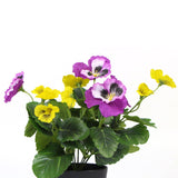 darrahopens Home & Garden > Artificial Plants Mixed Pink And Yellow Flowering Potted Artificial Pansy Plants 25cm